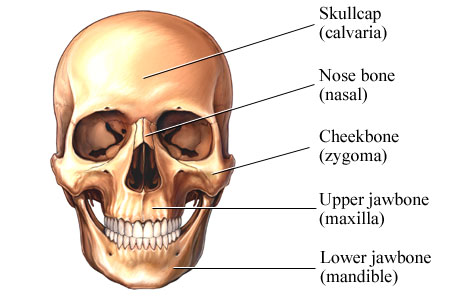 Facial bones